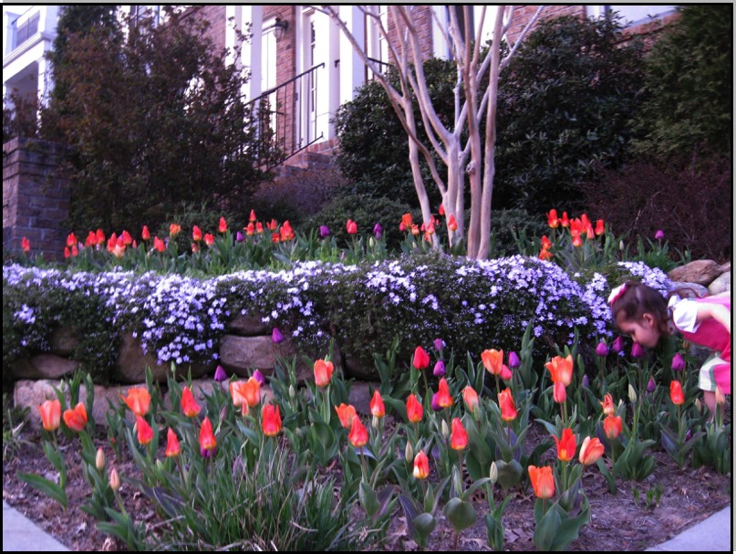 Fragrance in the garden